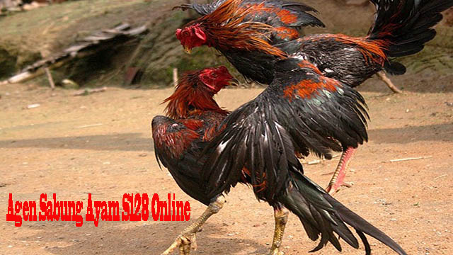 Agen Sabung Ayam S128 Online